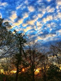 Low angle view of silhouette trees against sky