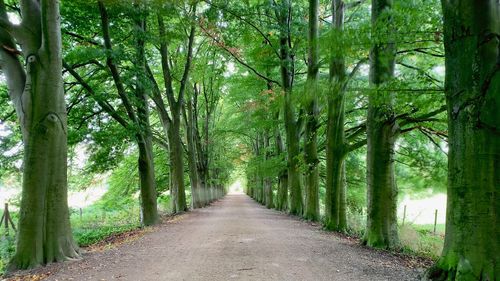 Walkway amidst trees in forest