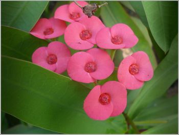 Close-up of pink flowers