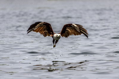 Bird flying over the water