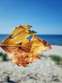 Close-up of dry maple leaf against blue sky