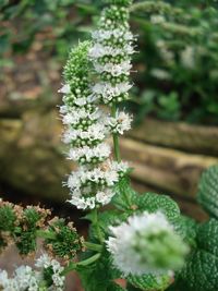 Close-up of flowers blooming outdoors