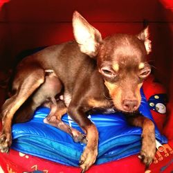 Close-up of a sleeping dog