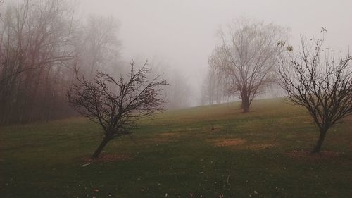 Bare trees on grassy field