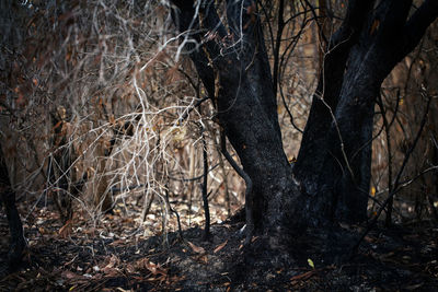 Bare trees in forest