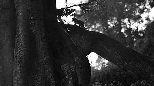 Low angle view of trees