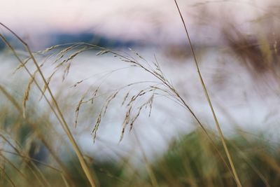 Close-up of wheat growing on farm