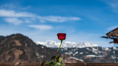 Close-up of red flowering plant against mountain