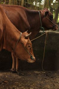 Close-up of cow