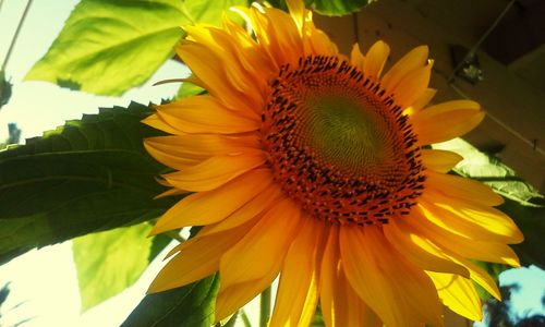 Close-up of sunflower