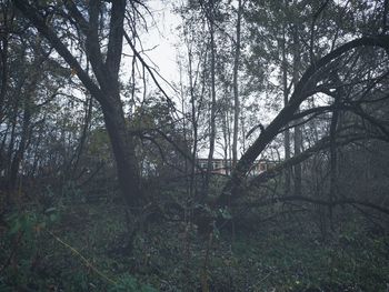 Bare trees in forest against sky