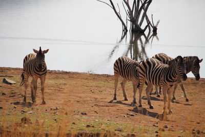 Zebras on zebra