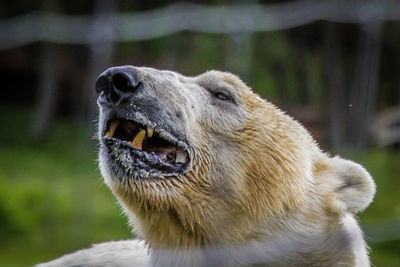 Close-up of a lion looking away