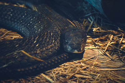 Mexican black kingsnake coiled in zoo