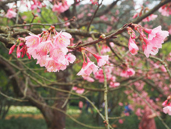 Close-up of pink cherry blossoms in spring