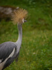 Close-up of a bird on field