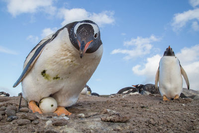 Close-up of birds eating