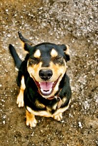 Portrait of dog