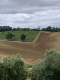 Scenic view of agricultural field against sky