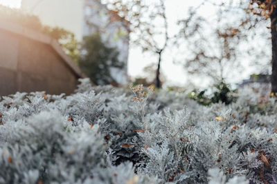 Close-up of snow covered plants