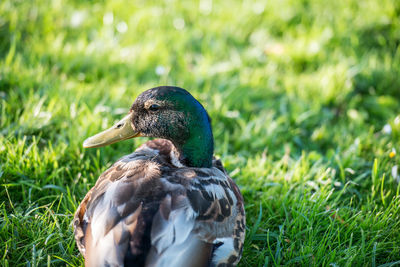 Close-up of bird on grassy field