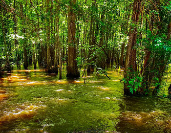 Scenic view of forest