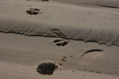 High angle view of crab on sand