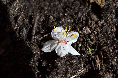 High angle view of white flower on field