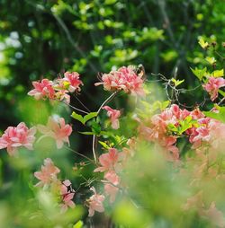 Close-up of pink flowers blooming outdoors