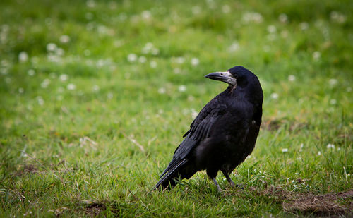 Raven perching on grassy field