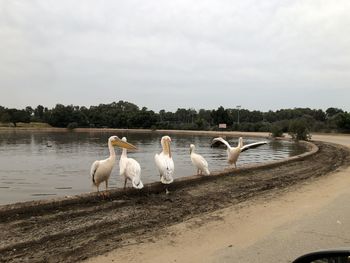 View of swans on the beach