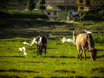 Horses grazing on field