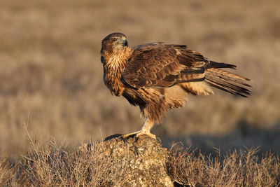 Close-up of bird perching on a field