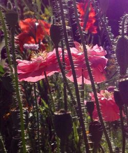 Close-up of red flowers