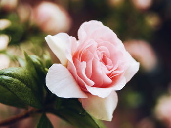 Close-up of pink rose