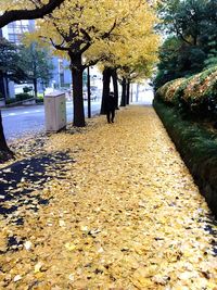 Autumn leaves in park