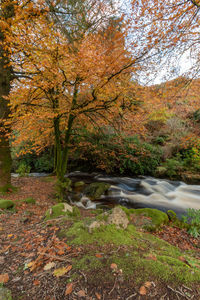 Trees growing by stream in forest during autumn