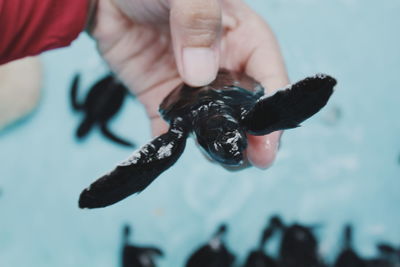 Close-up of hand holding bird