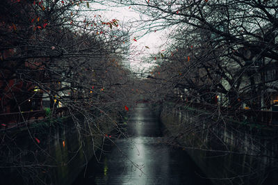 Reflection of trees in water