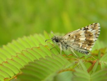 Close-up of butterfly perching on leaf