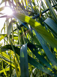 Close-up of plant growing on field during sunny day