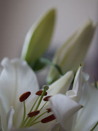 Close-up of white lily on plant