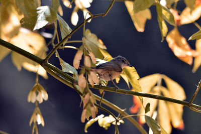 Close-up of bird perching on a plant