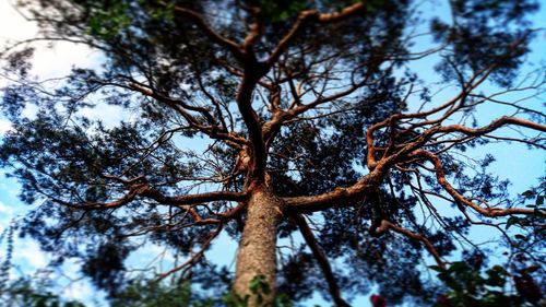 Low angle view of bare tree against sky