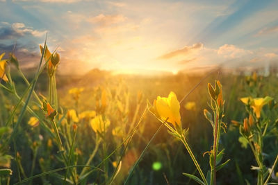 Yellow flowering plants on field against sky during sunset