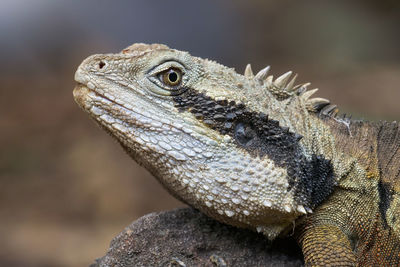 Close-up of a lizard