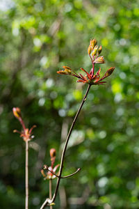 Close-up of flowering plant against blurred background