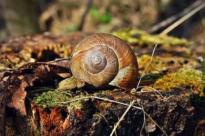 Close-up of snail on field