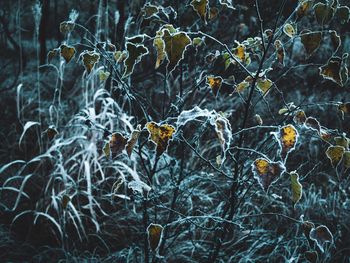 Close-up of dried plant on snow covered land