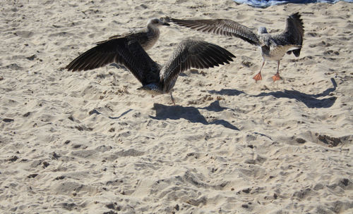 High angle view of seagulls flying over beach